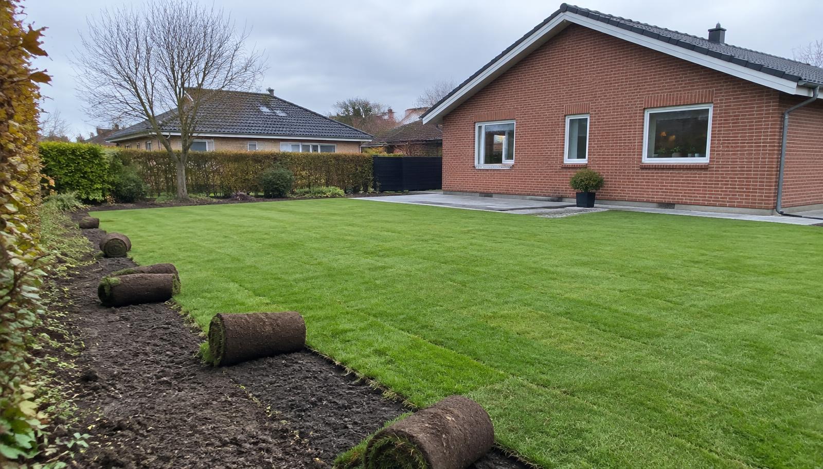 Ny græsplæne med rullegræs delvist udrullet på forberedt jord foran rødt murstenshus